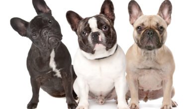 Photo of Complete Guide to Addressing French Bulldog Skin Issues