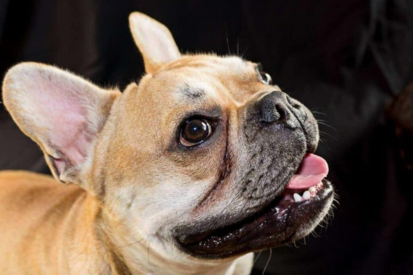 Effective Ways to Remove Tear Stains in French Bulldogs