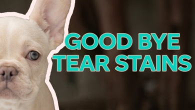 Photo of French Bulldog Tear Stains: Causes, Prevention, and Effective Solutions