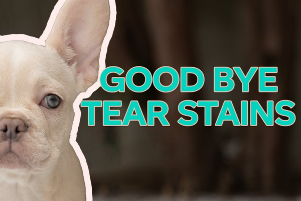 Understanding French Bulldog Tear Stains: Causes, Prevention, and Effective Solutions