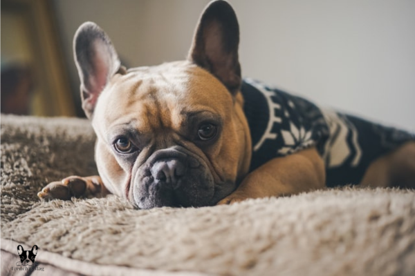 Common Causes of a French Bulldog nasal congestion