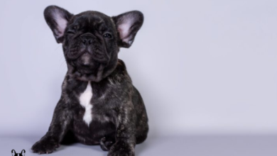 Photo of Do French Bulldogs Smell?