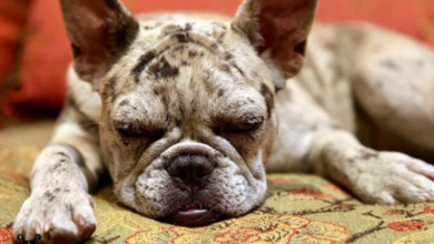 Photo of French Bulldog Hives – Causes, Symptoms, and Treatment