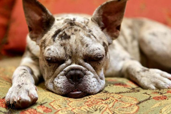 French Bulldog Hives - Causes, Symptoms, and Treatment