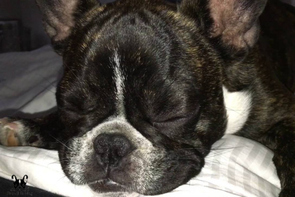 French Bulldog experiences persistent or recurrent hiccups