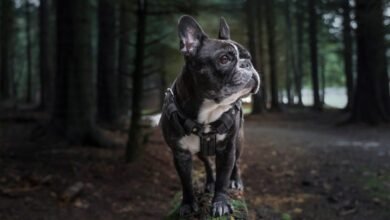 Photo of Are French Bulldogs Smart?