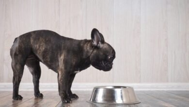 Photo of Best Food for French Bulldogs with Sensitive Stomach