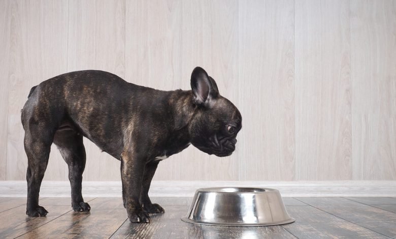 Best Food for French Bulldogs with Sensitive Stomach