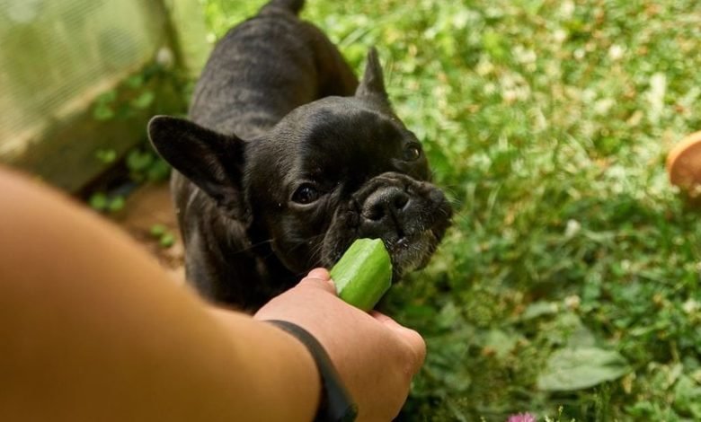 Can French Bulldogs eat Cucumber