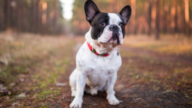 Photo of Do French Bulldogs Bark a Lot?