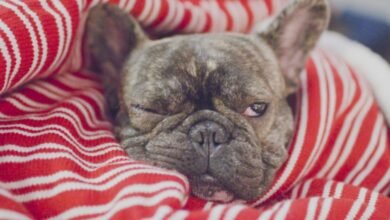 Photo of Do French Bulldogs Snore?