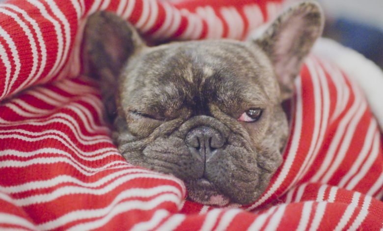 Do French Bulldogs Snore