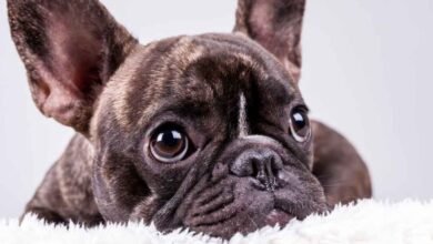Photo of French Bulldog Face – Everything You Need to Know