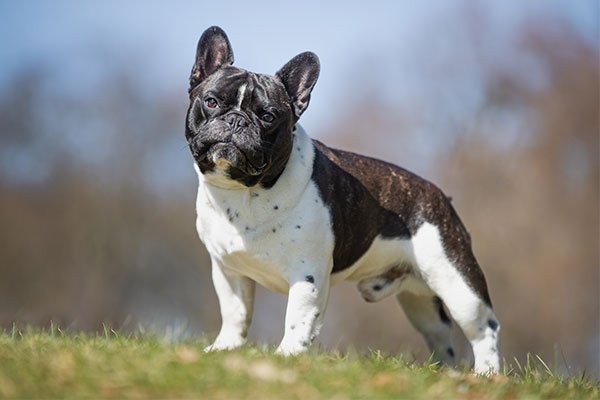 French Bulldog Personality And Temperament Traits