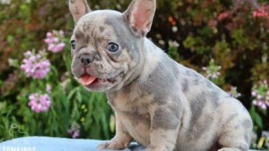 Photo of How Long Do French Bulldogs Live? Understanding your pup’s health and lifespan