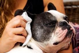 Photo of How To Clean French Bulldog Ears: The Guide