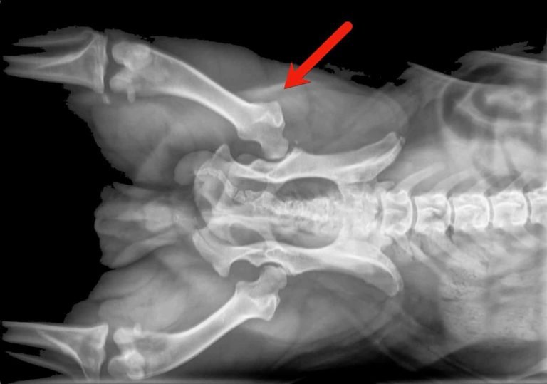 Symptoms-of-Hip-Dysplasia-in-French-Bulldogs