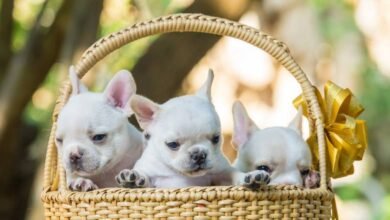 Photo of The Trendiest French Bulldog Names Of All Times