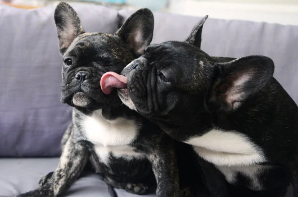 allergies-in-french-bulldogs