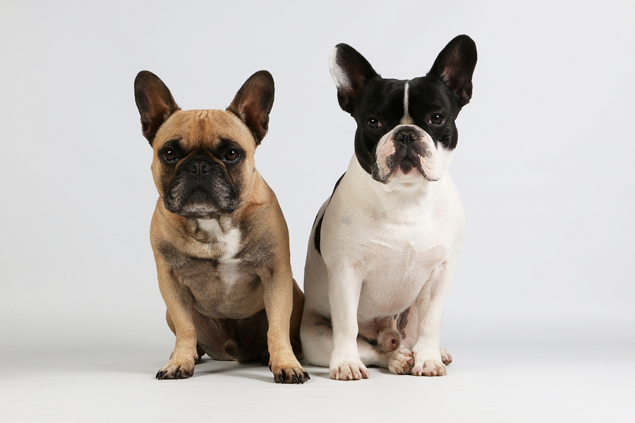 are-french-bulldogs-intelligent