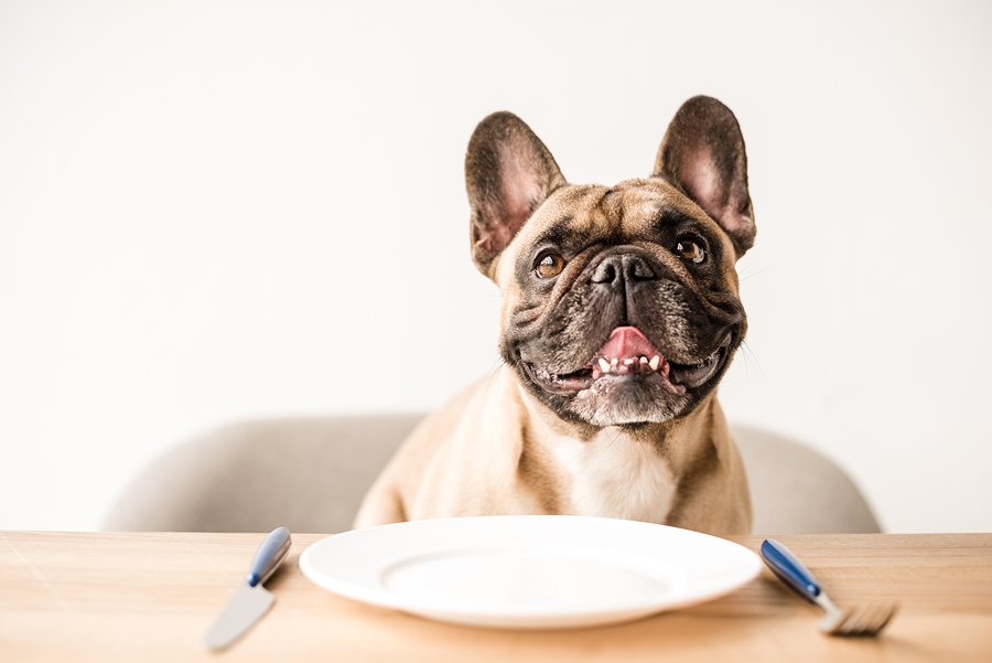 best-food-for-french-bulldogs-with-allergies