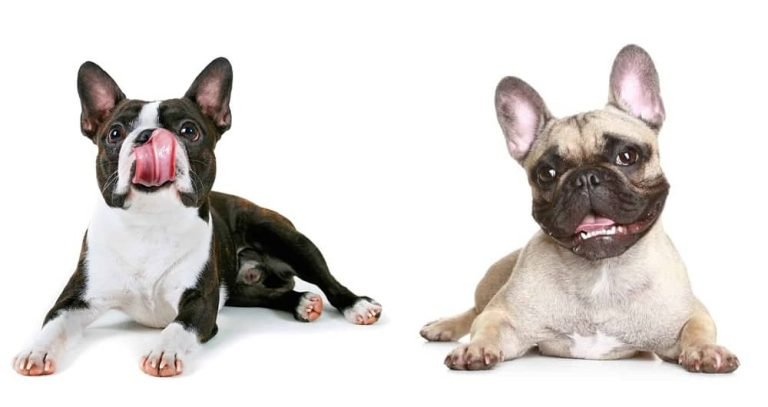 boston-terrier-vs-french-bulldog-price