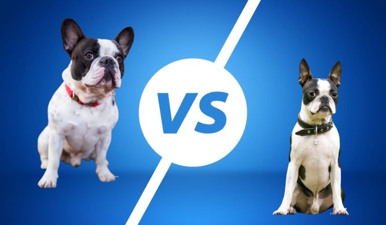 boston-terrier-vs-pug-vs-french-bulldog