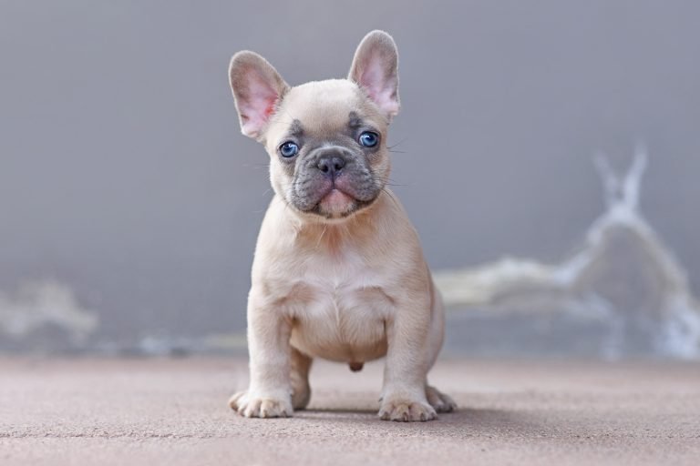 french-bulldog-fawn-color