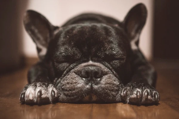 how-often-do-french-bulldogs-sleep