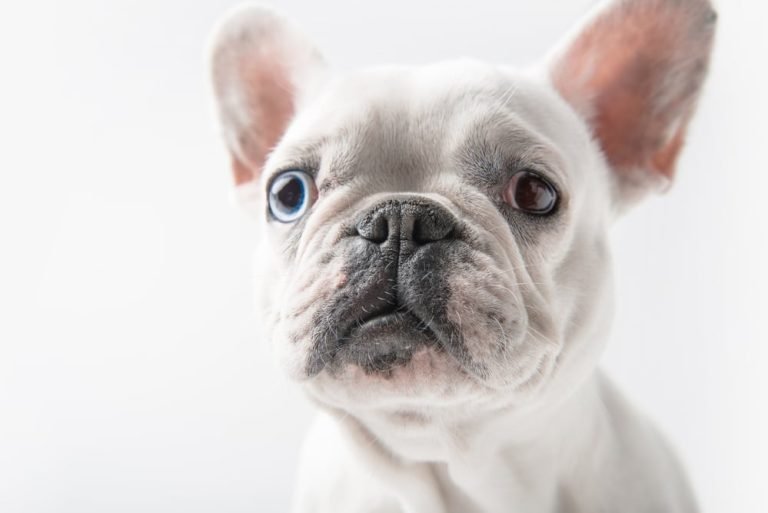 how-often-to-clean-french-bulldog-ears