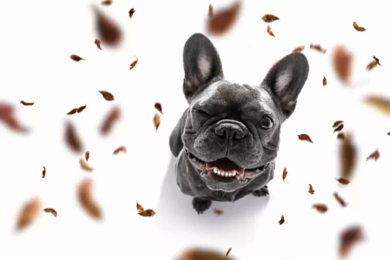 pros-and-cons-of-french-bulldog